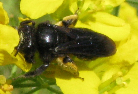 Andrena morio F (Apidae Andreninae)